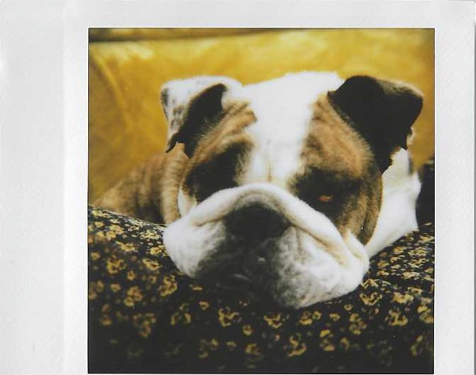 Dog Watch. Instax SQ with Nons SL660. 2022