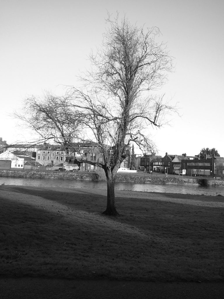 Tree, Camp Snap with B&W filter firmware , Dumfries Dec 2023