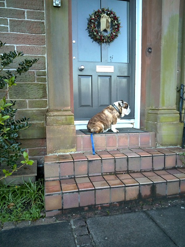 Dog and Door taken on Cappy camera